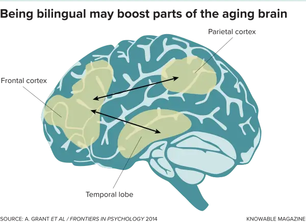 how your brain is boosted if you are a bilingual