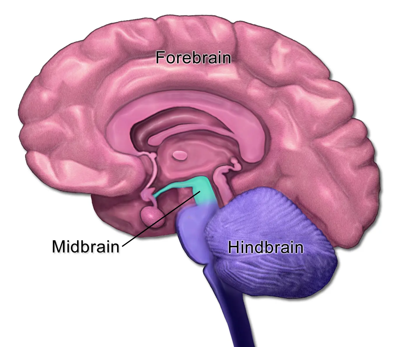 brain cells